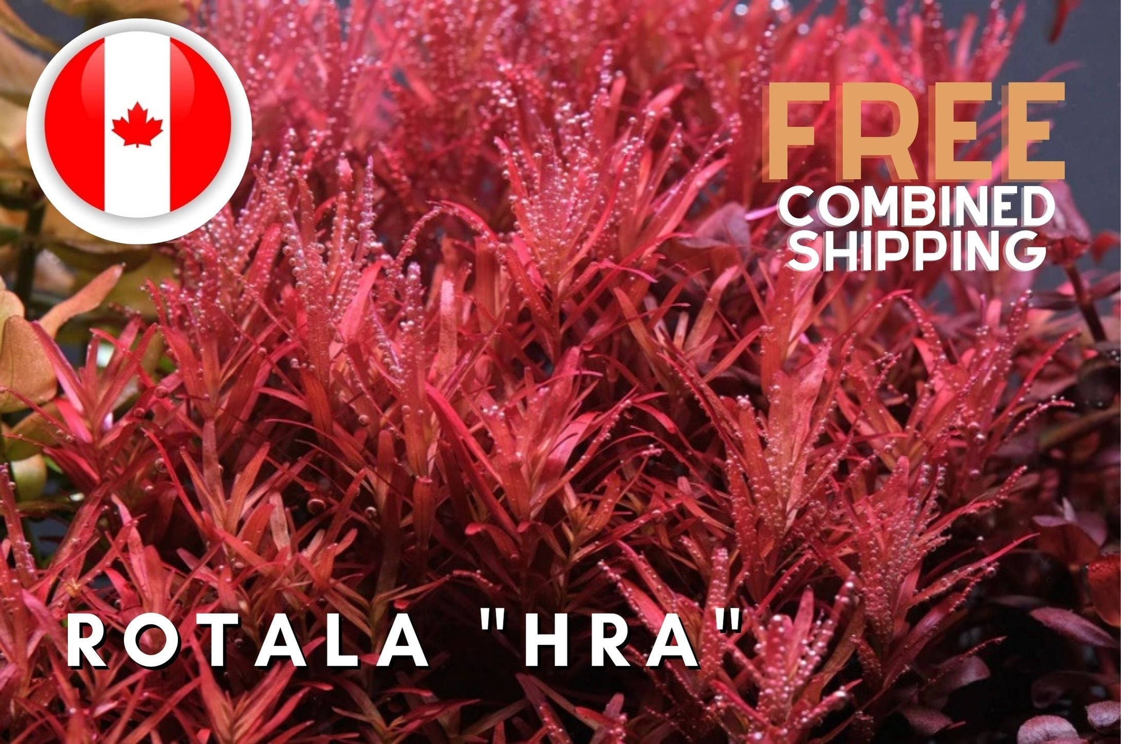 Rotala HRA -